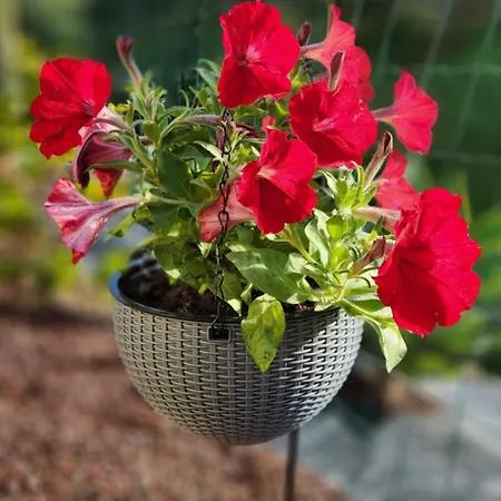 Garden , Holiday home